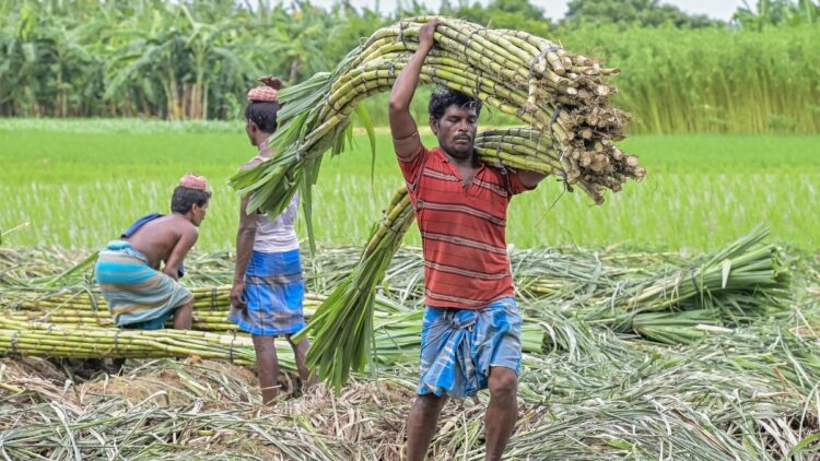 गन्ना किसानों के लिए आई खुशखबरी, सरकार ने बढ़ाई FRP, जानें अब कितने रुपये में होगी खरीद