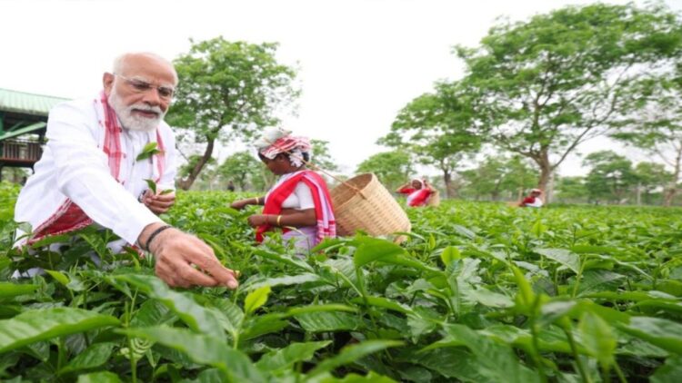 ऊपरी असम में चला ‘मोदी मैजिक’! चाय बागान के वोटरों में बीजेपी ने लगाई सेंध, बिखर गई कांग्रेस