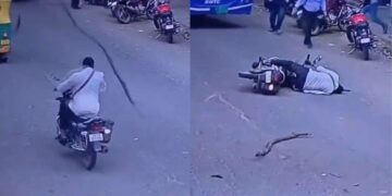 बाइक से जा रहे शख्स के सिर पर गिरी सूखी टहनी, अचेत होकर सड़क पर गिरा; CCTV फुटेज आया सामने