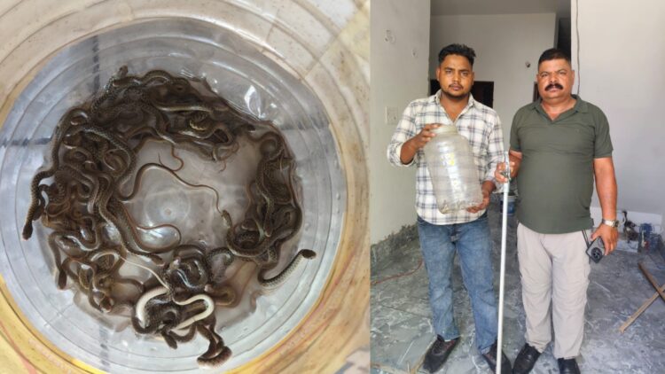 पानी का टंकी खोला तो उड़ गए होश, अंदर मौजूद थे 27 सांप, खौफनाक Video आया सामने