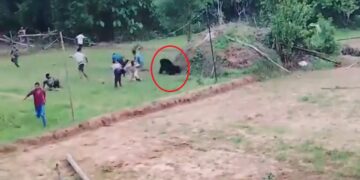 कुएं से बचाया, बाहर आते ही लोगों के पीछे दौड़ा भालू! अंगुल में रेस्क्यू के बाद मची भगदड़, VIDEO वायरल