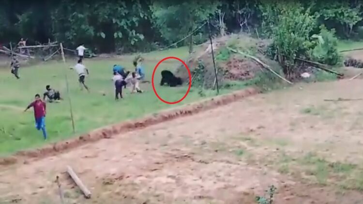 कुएं से बचाया, बाहर आते ही लोगों के पीछे दौड़ा भालू! अंगुल में रेस्क्यू के बाद मची भगदड़, VIDEO वायरल