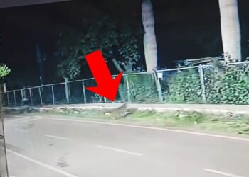 बेंगलुरु में दिखा तेंदुआ, सड़क पर खुलेआम चक्कर लगाता नजर आया; CCTV में कैद हुई मूवमेंट