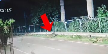 बेंगलुरु में दिखा तेंदुआ, सड़क पर खुलेआम चक्कर लगाता नजर आया; CCTV में कैद हुई मूवमेंट