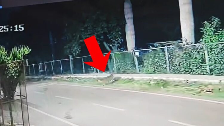 बेंगलुरु में दिखा तेंदुआ, सड़क पर खुलेआम चक्कर लगाता नजर आया; CCTV में कैद हुई मूवमेंट