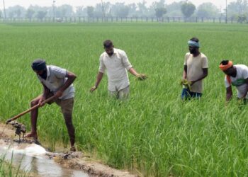 कमजोर मानसून के कारण 16% घटा खरीफ फसलों की बुवाई का रकबा, कृषि मंत्रालय ने जारी किए आंकड़े