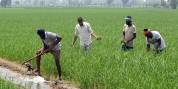 कमजोर मानसून के कारण 16% घटा खरीफ फसलों की बुवाई का रकबा, कृषि मंत्रालय ने जारी किए आंकड़े