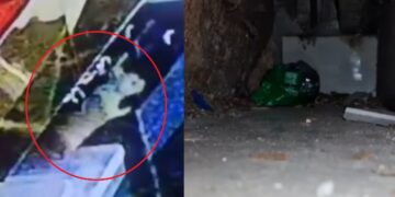 जब चूहों ने उड़ाए 10 लाख के गहने, CCTV देख कर बिल से निकाली गईं 10 अंगूठियां और 2 हार-VIDEO