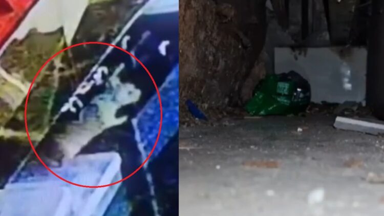 जब चूहों ने उड़ाए 10 लाख के गहने, CCTV देख कर बिल से निकाली गईं 10 अंगूठियां और 2 हार-VIDEO