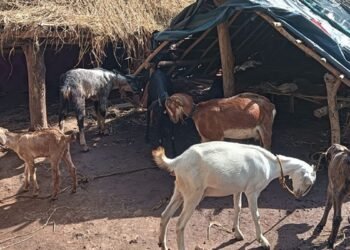 सुधा ब्रांड बिहार में बेचेगा बकरी का दूध, बकरीपालकों के लिए बड़ी प्लानिंग में बिहार सरकार