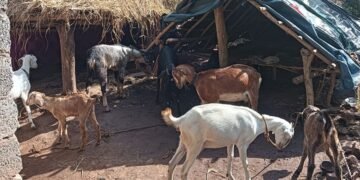 सुधा ब्रांड बिहार में बेचेगा बकरी का दूध, बकरीपालकों के लिए बड़ी प्लानिंग में बिहार सरकार
