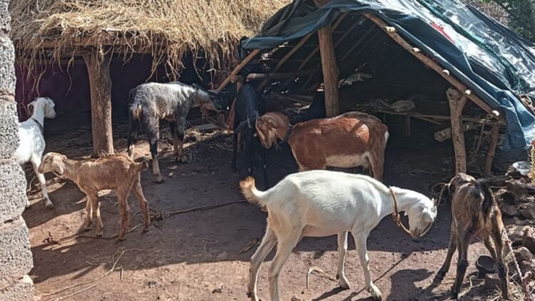 सुधा ब्रांड बिहार में बेचेगा बकरी का दूध, बकरीपालकों के लिए बड़ी प्लानिंग में बिहार सरकार