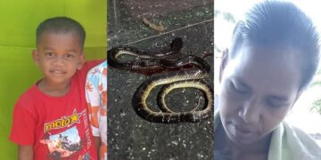 आधी रात घर में घुसे 2 सांप, मां-बेटे को काटा, दोनों की मौत, बाल-बाल बचे पिता और बेटी