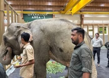 नागालैंड बाढ़ में फंसी 53 साल की हथिनी जॉयमोती का रेस्क्यू, स्पेशल हॉस्पिटल केयर के लिए एयरलिफ्ट कर वंतारा लाई गई