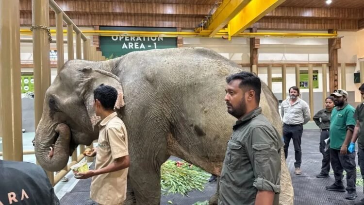नागालैंड बाढ़ में फंसी 53 साल की हथिनी जॉयमोती का रेस्क्यू, स्पेशल हॉस्पिटल केयर के लिए एयरलिफ्ट कर वंतारा लाई गई