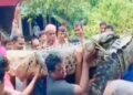 VIDEO: जब गौशाला में घुसा 15 फीट मगरमच्छ, ग्रामीणों ने बोरी से मुंह बंद कर कंधे पर उठाया, गांव से किया बाहर