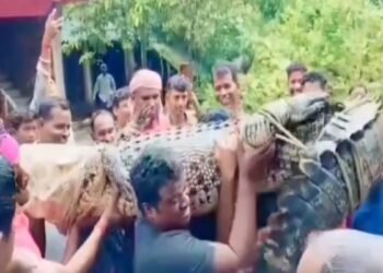 VIDEO: जब गौशाला में घुसा 15 फीट मगरमच्छ, ग्रामीणों ने बोरी से मुंह बंद कर कंधे पर उठाया, गांव से किया बाहर