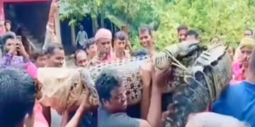 VIDEO: जब गौशाला में घुसा 15 फीट मगरमच्छ, ग्रामीणों ने बोरी से मुंह बंद कर कंधे पर उठाया, गांव से किया बाहर