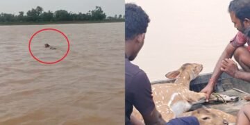 बच्चा बहा तो जान की परवाह किए बिना नदी में कूद गई मां हिरण, दोनों का हुआ रेस्क्यू; देखें VIDEO