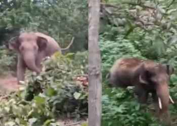 हाथी को भगाने गया था वनकर्मी, गुस्साए हाथी ने पलट दिया खेल, आम के पेड़ पर चढ़कर बचानी पड़ी जान, देखें Video