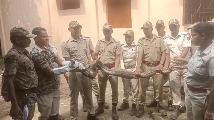 मछुआरे को लगा कि जाल में मछली फंसी है लेकिन वो निकला अजगर, हालत हुई खराब तो वन विभाग को दी जानकारी