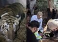 बिहार की बाघिन ने भरी ‘संरक्षण की उड़ान’, IAF के विशेष विमान से बक्सा टाइगर रिजर्व भेजा गया