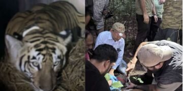 बिहार की बाघिन ने भरी ‘संरक्षण की उड़ान’, IAF के विशेष विमान से बक्सा टाइगर रिजर्व भेजा गया