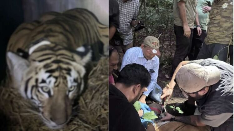 बिहार की बाघिन ने भरी ‘संरक्षण की उड़ान’, IAF के विशेष विमान से बक्सा टाइगर रिजर्व भेजा गया