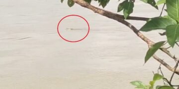 बुजुर्ग को खींचकर पानी में ले गया मगरमच्छ, 24 घंटे बाद नदी किनारे मिला शव; देखें VIDEO