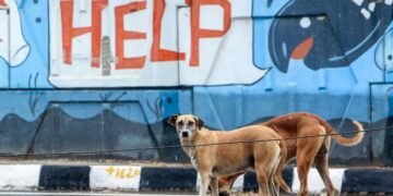 भारत के नए लैब एनिमल नियमों पर दोबारा गहराई से विचार की जरूरत क्यों?