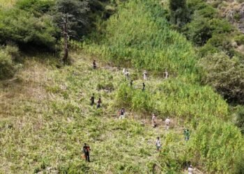 कुल्लू में 2,100 से 3,050 मीटर की ऊंचाई पर उगाई जा रही थी भांग की फसल, प्रशासन ने कार्रवाई कर के नष्ट की