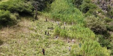 कुल्लू में 2,100 से 3,050 मीटर की ऊंचाई पर उगाई जा रही थी भांग की फसल, प्रशासन ने कार्रवाई कर के नष्ट की