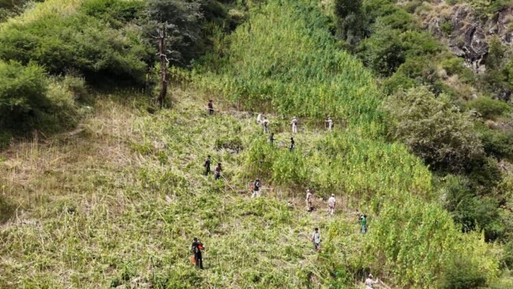 कुल्लू में 2,100 से 3,050 मीटर की ऊंचाई पर उगाई जा रही थी भांग की फसल, प्रशासन ने कार्रवाई कर के नष्ट की