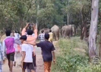 जंगली हाथियों के झुंड को दौड़ाकर पीटते दिखे युवक, वायरल Video से बढ़ी चिंता