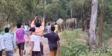जंगली हाथियों के झुंड को दौड़ाकर पीटते दिखे युवक, वायरल Video से बढ़ी चिंता