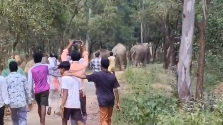 जंगली हाथियों के झुंड को दौड़ाकर पीटते दिखे युवक, वायरल Video से बढ़ी चिंता