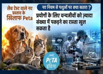 जानवरों पर एक्सपेरीमेंट के नियमों में बदलाव का ड्राफ्ट जारी, PETA ने जताया विरोध, कहा- ‘पशुओं पर क्रूरता बढ़ेगी’