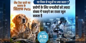 जानवरों पर एक्सपेरीमेंट के नियमों में बदलाव का ड्राफ्ट जारी, PETA ने जताया विरोध, कहा- ‘पशुओं पर क्रूरता बढ़ेगी’