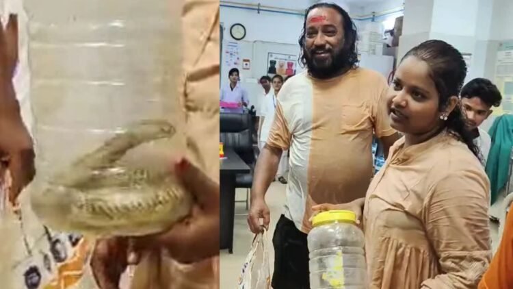 सांप ने काटा तो जिंदा कोबरा लेकर अस्पताल पहुंच गई युवती, डॉक्टरों-मरीजों में मचा हड़कंप