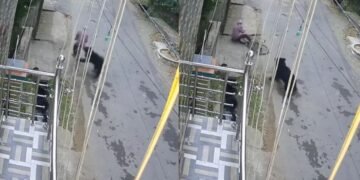 ओडिशा में भालू ने साइकिल सवार पर किया हमला, इलाके में दहशत का माहौल; सामने आया CCTV वीडियो